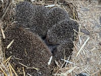 Five hedgehogs rescued 