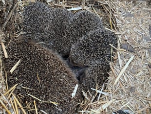 Five hedgehogs rescued 