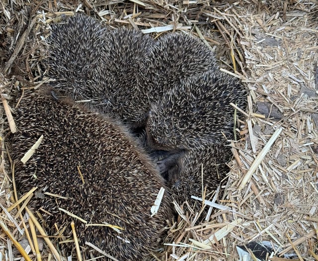 Five hedgehogs rescued 