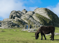 Dartmoor National Park Authority to launch new charity to protect moor