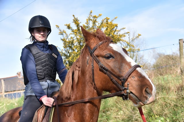 Scam advertising horses for sale
