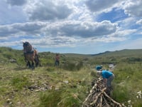 Heavy horses replace vehicles on moor