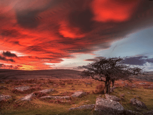 Over £3 million awarded towards restoring Dartmoor's nature