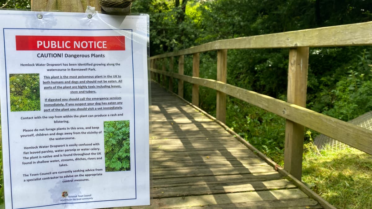 Deadly plant warning in Tavistock park tavistocktoday.co.uk