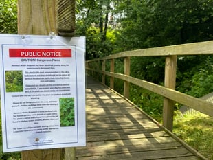 Deadly plant in Tavistock park