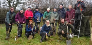Crowdfunder launched to plant 34,000 trees on Dartmoor