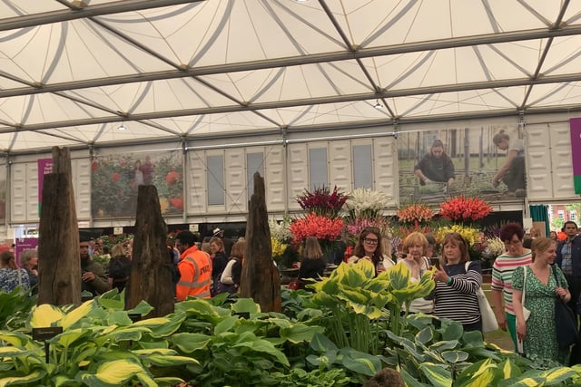 Sticklepath nursery achieves success at three RHS shows