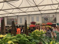 Sticklepath nursery achieves success at three RHS shows