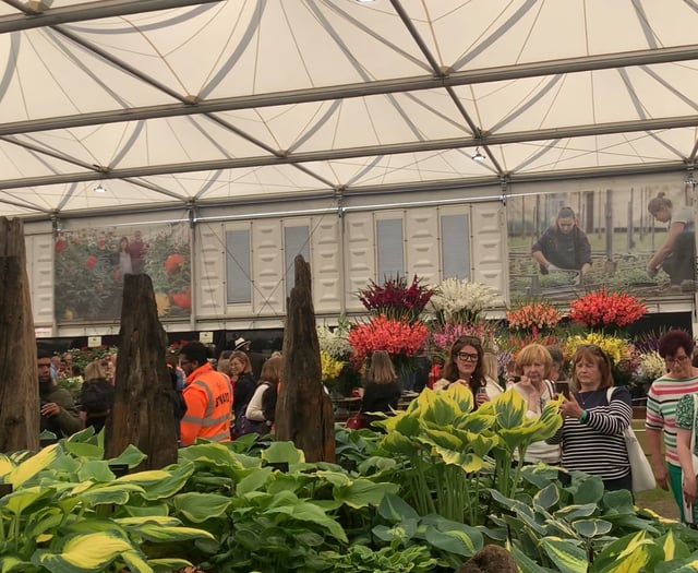 Sticklepath nursery achieves success at three RHS shows