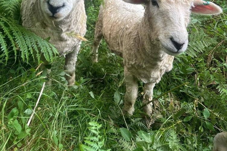 The flock of Devon and Cornwall Longwools are loving life on the 14 acres near Sampford Spinney