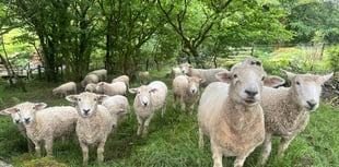 Pedigree sheep get used to new life on Dartmoor