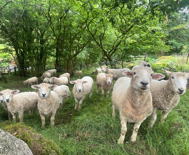 Pedigree sheep get used to new life on Dartmoor