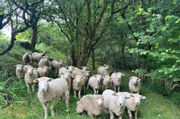 The flock of Devon and Cornwall Longwools are loving life on the 14 acres near Sampford Spinney