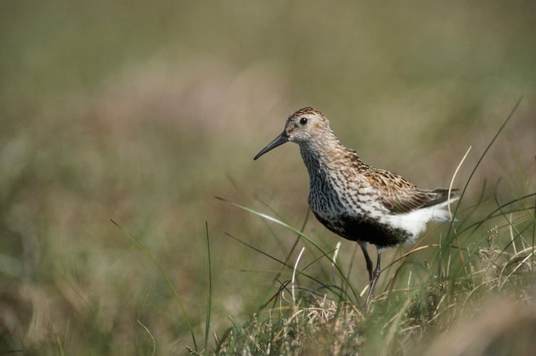 Dunlin with summer plumage in grass