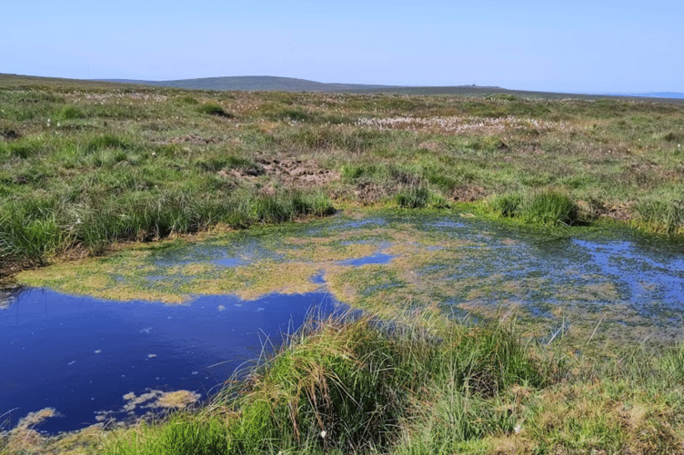 Area of peatland restoration which is being surveyed along with bird life on Dartmoor.