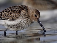 Dartmoor bird conservation survey 