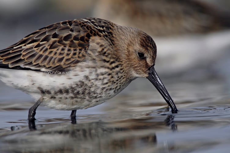 Dunlin Calidris alpina on the artificial lagoon; high tide wader roost at Freiston Shore RSPB reserve, The Wash, Lincolnshire, England. August 2008.