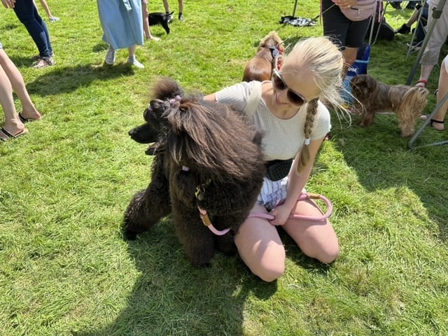 There were many pampered pooches at Gulworthy Summer Fete dog show