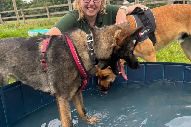 Dogs keeping cool in the heat
