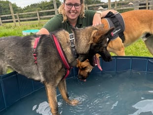 Dogs keeping cool in the heat