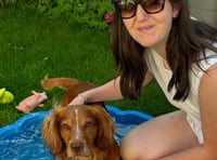 Keeping your dog cool