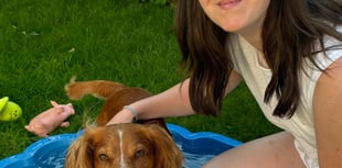 Keeping your dog cool
