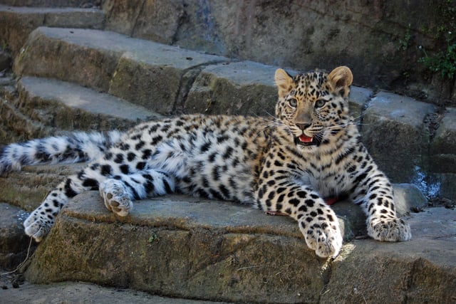 Dartmoor Zoo set to welcome rare Amur leopard