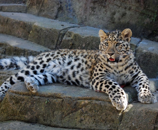 Dartmoor Zoo set to welcome rare Amur leopard