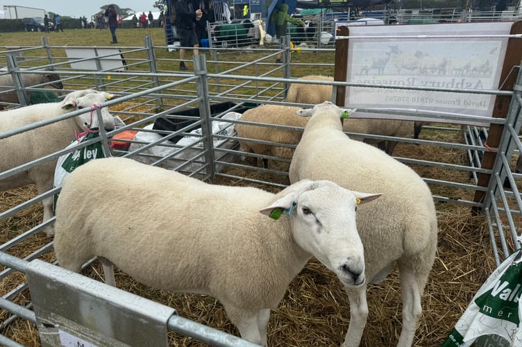 There were great entries in the sheep classes.