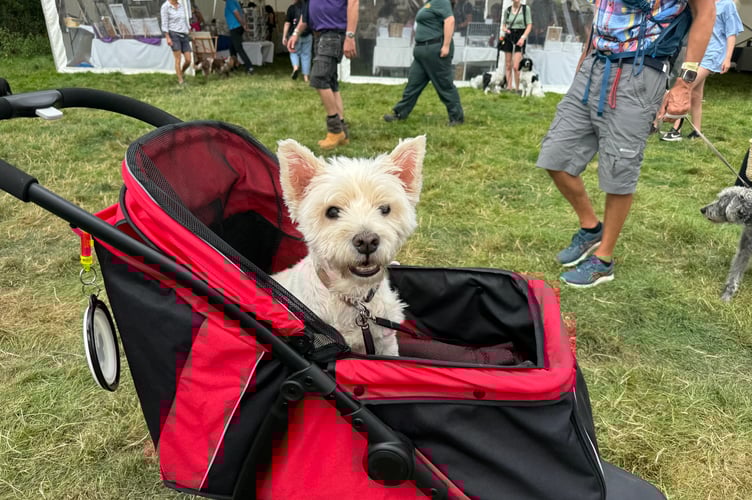 Ollie, a 15-year-old Westie, from Teignmouth, enjoyed his day out at Chagford Show.  AQ 0628