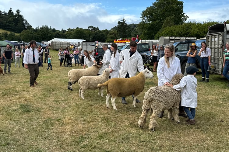 During judging of one of the sheep classes.  AQ 0604