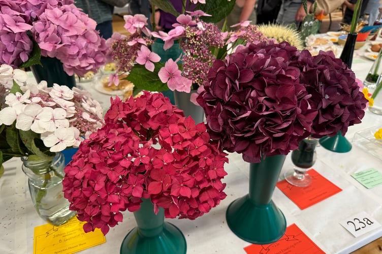 Beautiful blooms at Spreyton Flower, Produce and Craft Show. AQ 1114