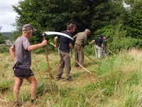 Medieval scything helps manage meadow