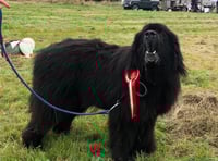 Dartmoor Pony and Dog Show heralds autumn