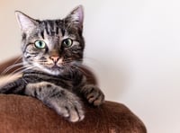 Campaigning charity challenges inequalities between cats and dogs