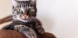Campaigning charity challenges inequalities between cats and dogs