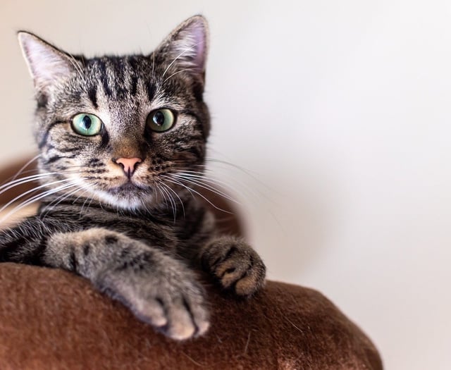 Campaigning charity challenges inequalities between cats and dogs