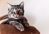 Cats Matter seeks equal road safety for pets