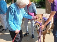 Therapy ponies bring joy