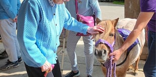 Therapy ponies bring joy