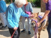 Therapy ponies bring joy