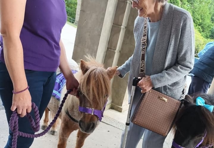 Jean enjoying meeting a Collytown Therapy Pony at Tavistock memory Cafe in Mount Kelly College..