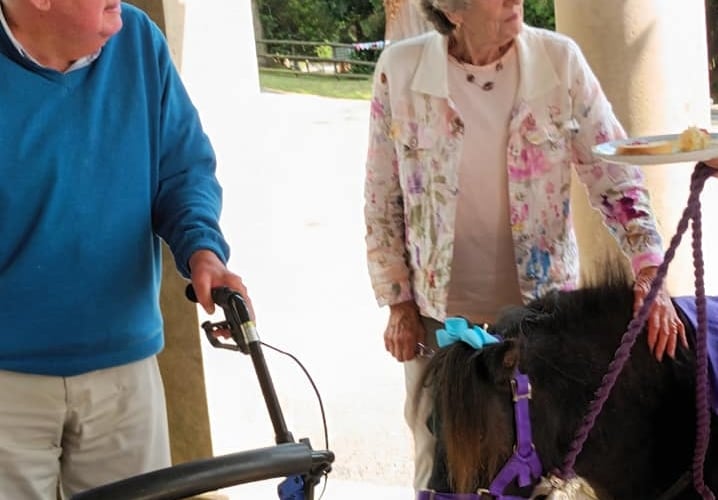Janet and Graham with Collytown Therapy Ponies with Tavistock Memory Cafe at Mount Kelly College.