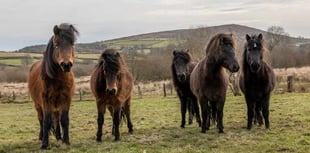 Dartmoor ponies 'need help' 