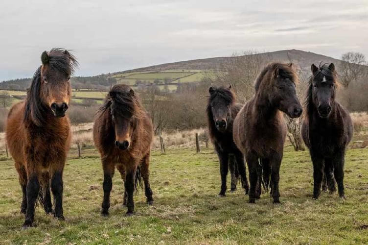 Dartmoor ponies need help to save them from extinction