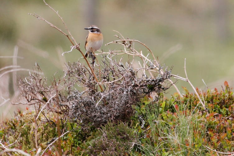 Whinchats are getting habitat support on Dartmoor.