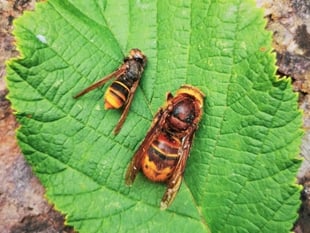 Harmful hornet alert