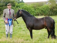 Woofs and neighs at friendly moorland show 