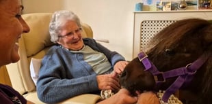 Ponies bring joy at nursing home