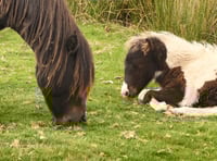 Call for wildlife wardens to help nature